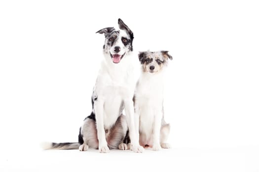 Happy dog photographed in the studio on a white background