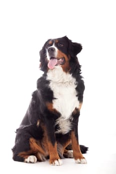 Happy dog photographed in the studio on a white background
