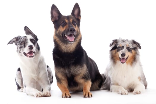 Happy dog photographed in the studio on a white background