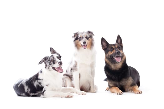 Happy dog photographed in the studio on a white background