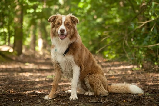 Happy dog photographed outside in the forest