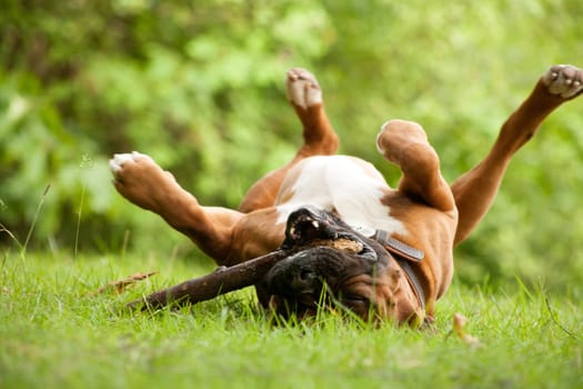 Happy dog photographed outside in the forest