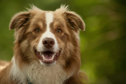 Happy dog photographed outside in the forest
