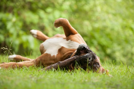 Happy dog photographed outside in the forest