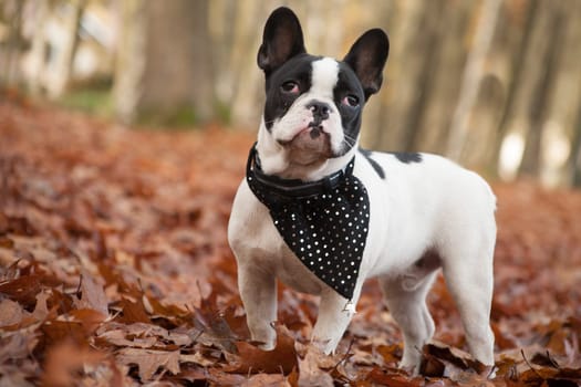 Happy dog photographed outside in the forest
