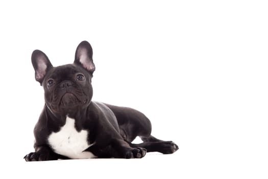 Happy dog photographed in the studio on a white background