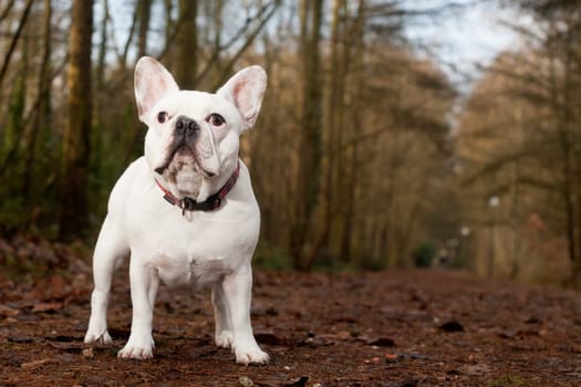 Happy dog photographed outside in the forest