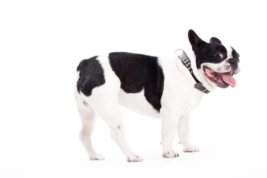 Happy dog photographed in the studio on a white background