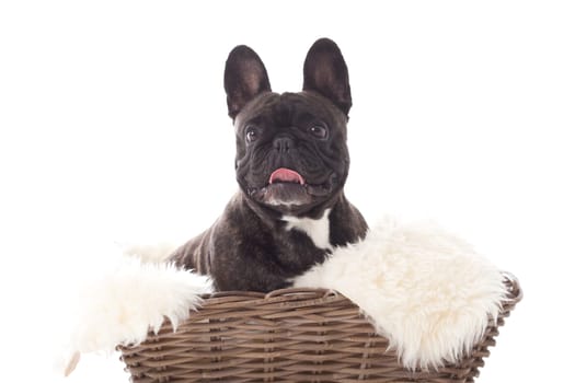Happy dog photographed in the studio on a white background