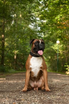 Happy dog photographed outside in the forest