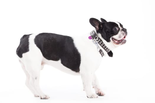 Happy dog photographed in the studio on a white background