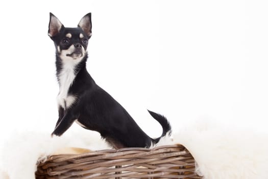 Happy dog photographed in the studio on a white background
