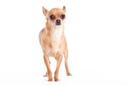 Happy dog photographed in the studio on a white background