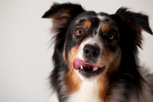 Happy dog photographed in the studio on a white background