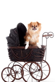 Happy dog photographed in the studio on a white background