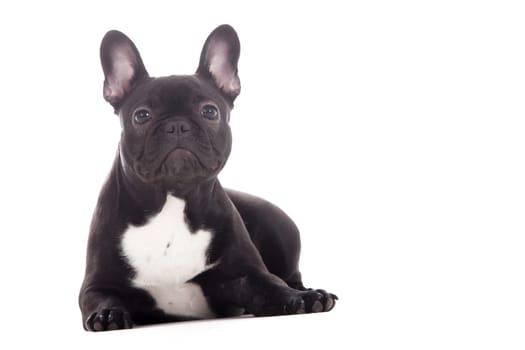Happy dog photographed in the studio on a white background