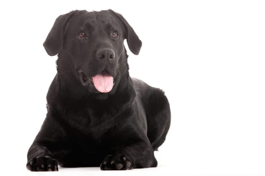 Happy dog photographed in the studio on a white background