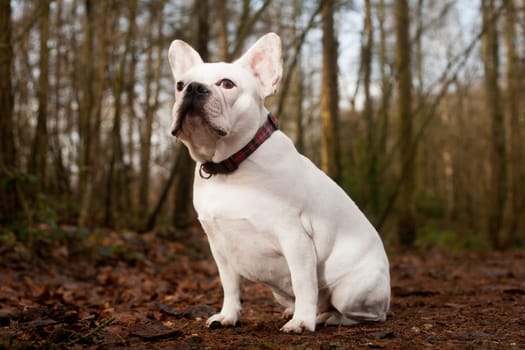 Happy dog photographed outside in the forest