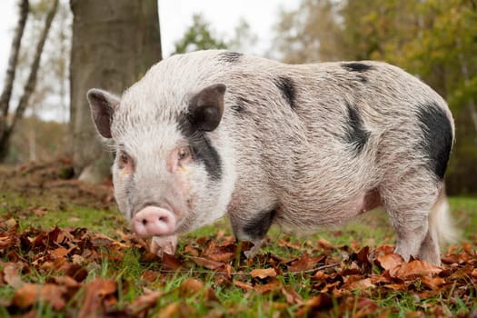 Little pig in the autumn