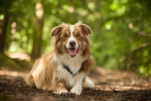 Happy dog photographed outside in the forest