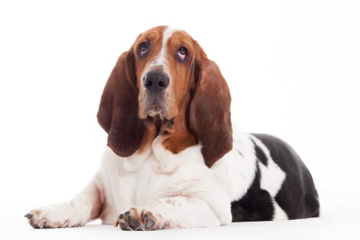 Happy dog photographed in the studio on a white background