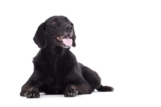 Happy dog photographed in the studio on a white background