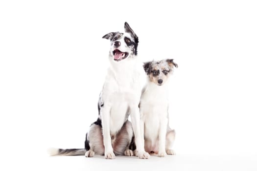 Happy dog photographed in the studio on a white background