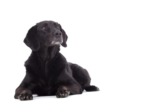 Happy dog photographed in the studio on a white background