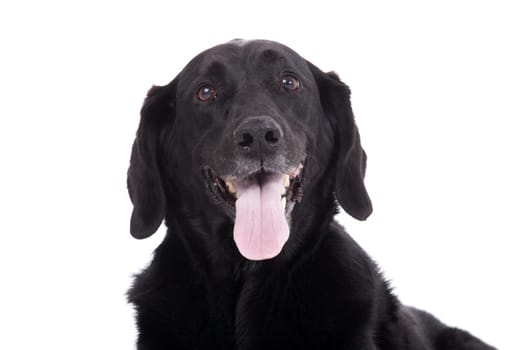 Happy dog photographed in the studio on a white background