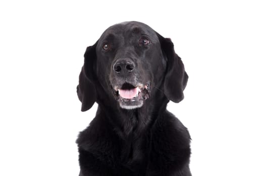 Happy dog photographed in the studio on a white background