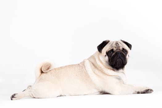 Happy dog photographed in the studio on a white background