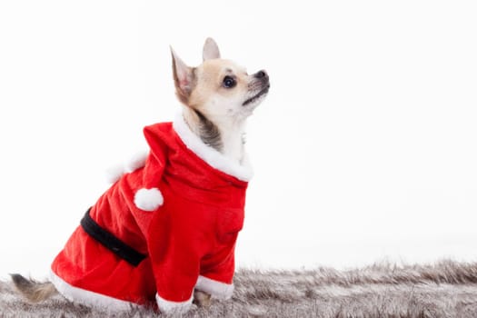 Happy dog photographed in the studio on a white background