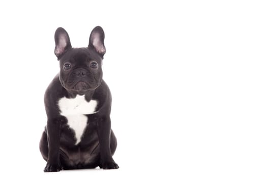 Happy dog photographed in the studio on a white background