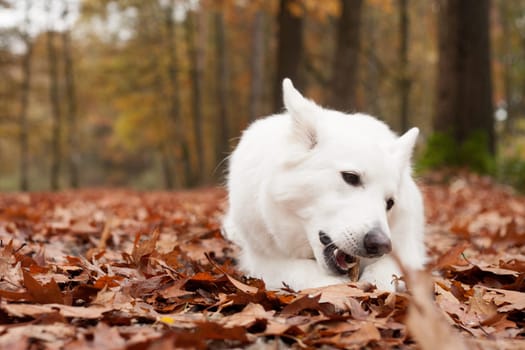 Happy dog photographed outside in the forest