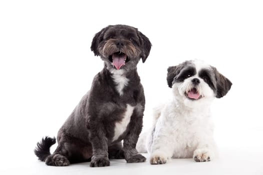 Happy dog photographed in the studio on a white background