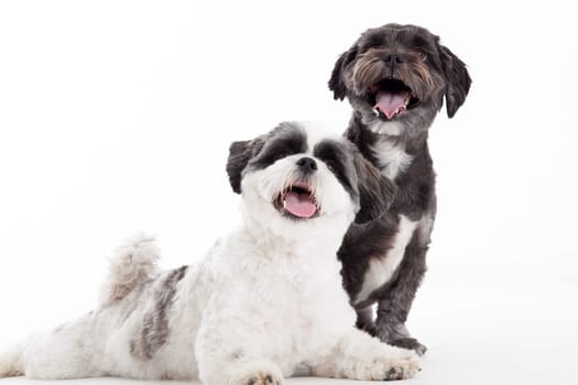 Happy dog photographed in the studio on a white background