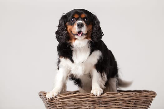 Happy dog photographed in the studio on a white background