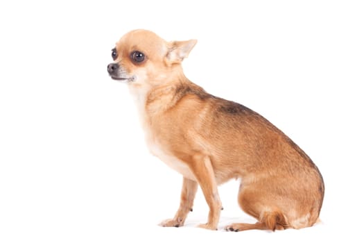 Happy dog photographed in the studio on a white background
