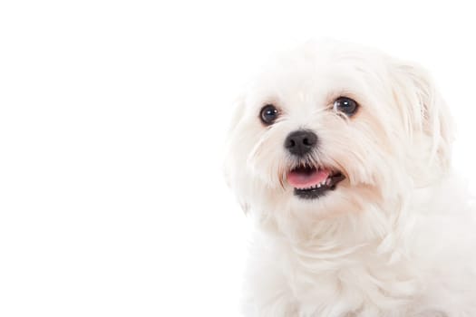 Happy dog photographed in the studio on a white background