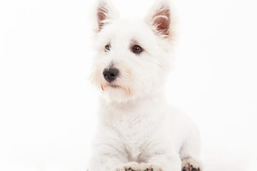 Happy dog photographed in the studio on a white background