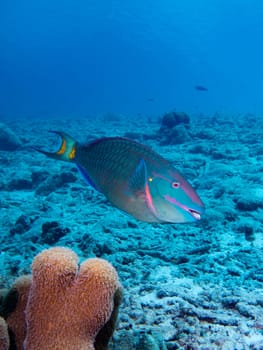 A Stoplight Parrotfish in the tropical waters of Bonaire in the Caribbean