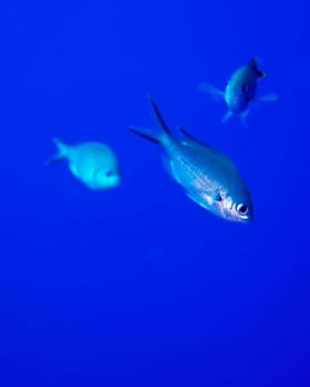 A group of Blue Chromis in the warm tropical waters of Bonaire in the Caribbean