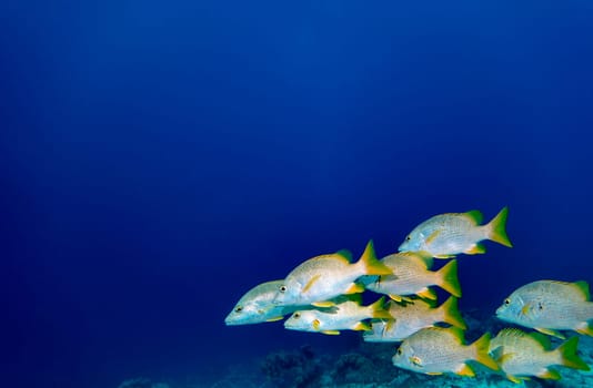 A group of Schoolmaster snapper in the blue waters of Bonaire in the Caribbean
