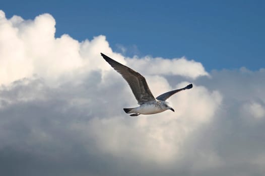 One seagull over cloudy blue sky flying, atlantic coast, Spain