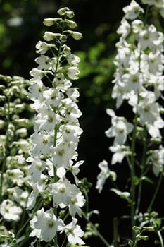 White Knight's Spur