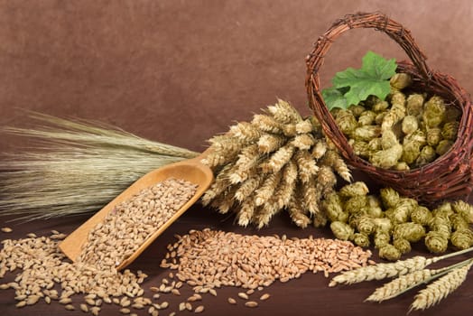 Beer ingredients - wheat,barley,hops and malt