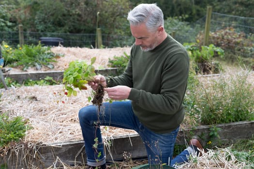 Man planting strawberries in his allotment
