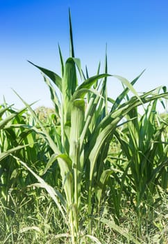 Corn field with blue sky, stock photo