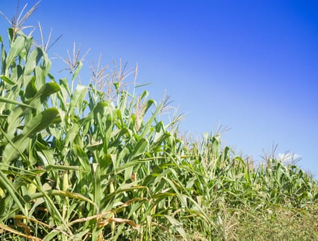 Corn field with blue sky, stock photo