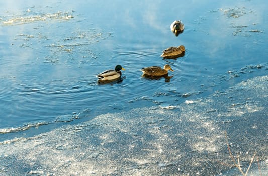 Mallards in Icy River with some mist.